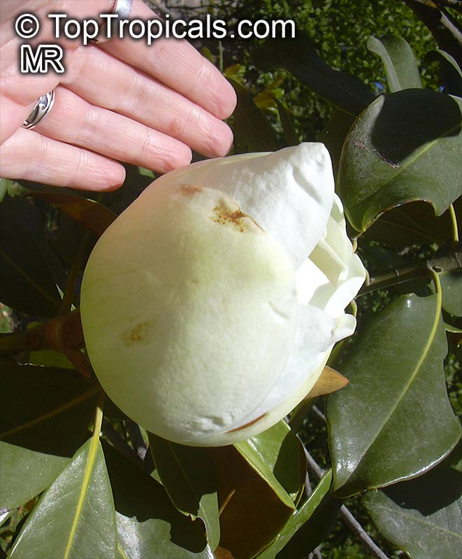 Magnolia grandiflora, Southern Magnolia, Bull Bay