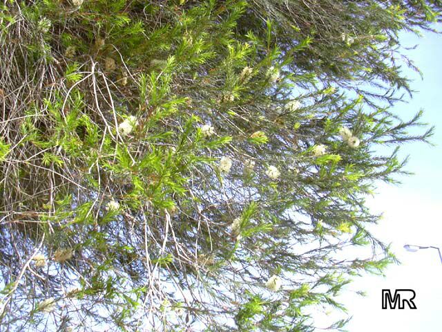 Melaleuca ericifolia, Swamp Paperbark, Australian Rosalina