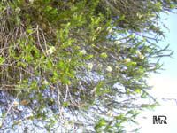 Melaleuca ericifolia, Swamp Paperbark, Australian Rosalina

Click to see full-size image