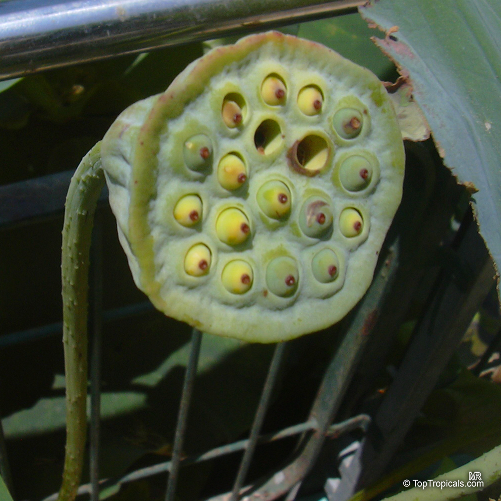 Nelumbo nucifera, Asiatic Lotus