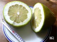Citrus grandis, Citrus maxima, Pomelo, Pommelo, Pummelo

Click to see full-size image