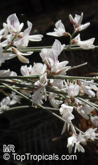 Retama raetam, Genista raetam , White Weeping Broom 

Click to see full-size image