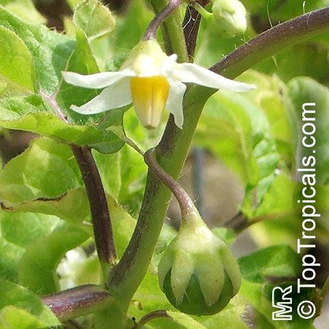 Solanum capsicoides - Cockroach Berry - Mata-cavalo (Solanaceae