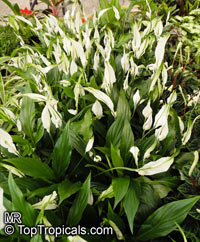 Spathiphyllum sp., Peace Lily

Click to see full-size image