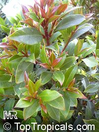 Syzygium paniculatum, Eugenia paniculata, Australian Brush Cherry, Magenta Lilly Pilly 
