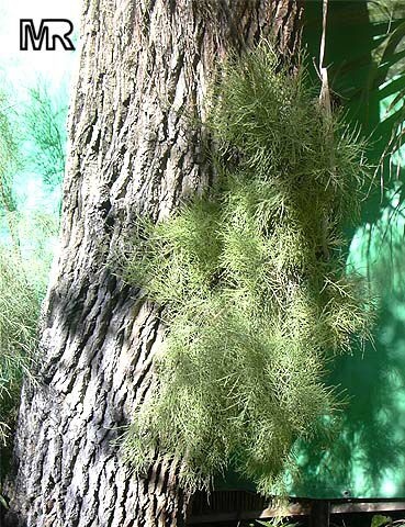 Tamarix sp., Tamarisk, Athel tree, Salt Cedar