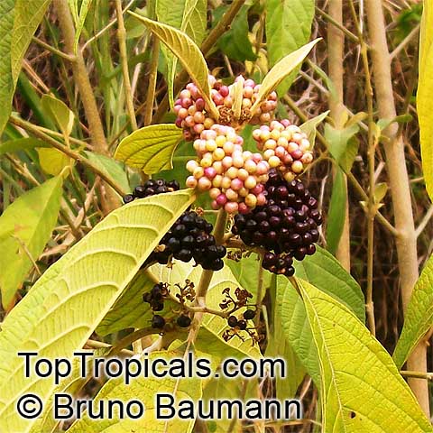 Callicarpa sp., Beautyberry. Callicarpa acuminata