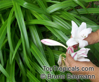 Crinum sp., River Lily

Click to see full-size image