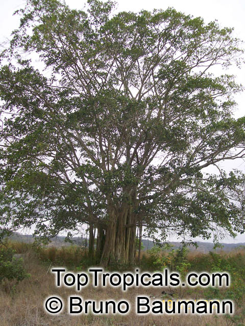 Ficus jacobii (?), Matapalo