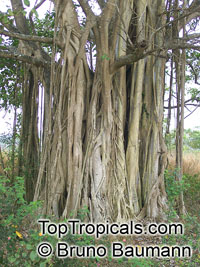 Ficus jacobii (?), Matapalo

Click to see full-size image