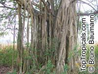 Ficus jacobii (?), Matapalo

Click to see full-size image