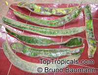 Inga spectabilis, Ice Cream Bean, Guabo, Guaba machete

Click to see full-size image
