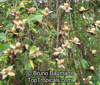 Merremia tuberosa, Ipomoea tuberosa, Operculina tuberosa, Large Woodrose, Hawaiian Woodrose, Spanish Arborvine

Click to see full-size image