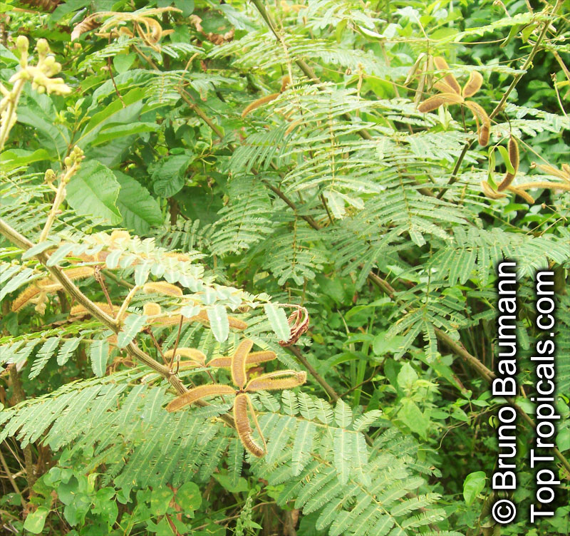 Mimosa pigra, Giant Sensitive Tree