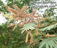 Mimosa pigra, Giant Sensitive Tree

Click to see full-size image