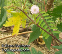 Mimosa pigra, Giant Sensitive Tree

Click to see full-size image