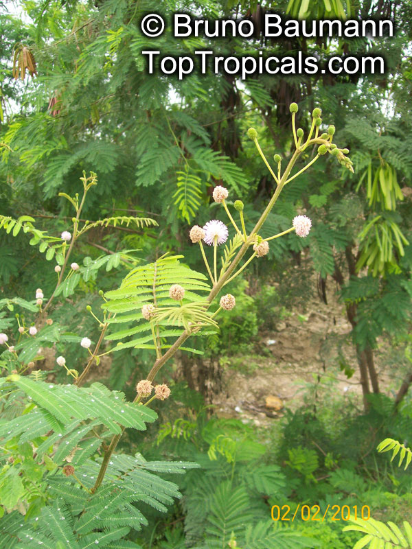Mimosa pigra, Giant Sensitive Tree
