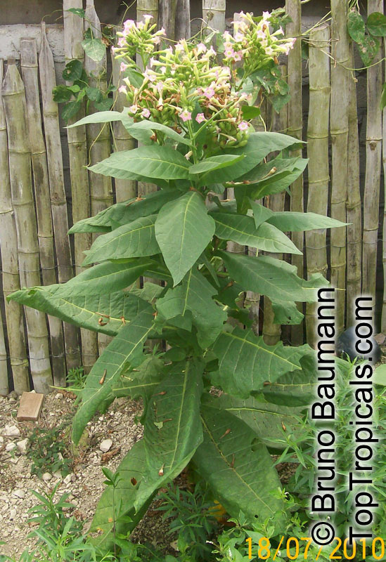 Nicotiana sp., Flowering tobacco