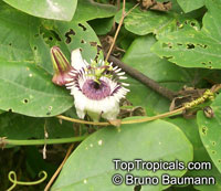 Passiflora colinvauxii, Colinvaux's Passion Flower

Click to see full-size image