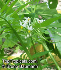 Solanum sp., Solanum

Click to see full-size image