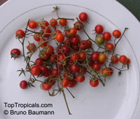 Solanum pimpinellifolium, Lycopersicon pimpinellifolium, Currant Tomato

Click to see full-size image