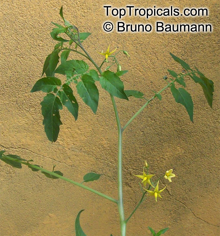 Solanum pimpinellifolium, Lycopersicon pimpinellifolium, Currant Tomato