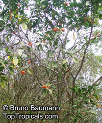 Swartzia arborescens, Possira arborescens, Swartzia 

Click to see full-size image