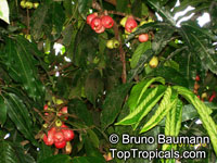 Syzygium malaccense, Eugenia malaccensis, Jambos malaccensis, Malay Apple, Macopa, Otaheite Apple, Pomarosa, Manzana

Click to see full-size image