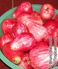 Syzygium malaccense, Eugenia malaccensis, Jambos malaccensis, Malay Apple, Macopa, Otaheite Apple, Pomarosa, Manzana

Click to see full-size image