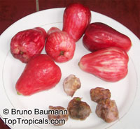 Syzygium malaccense, Eugenia malaccensis, Jambos malaccensis, Malay Apple, Macopa, Otaheite Apple, Pomarosa, Manzana

Click to see full-size image