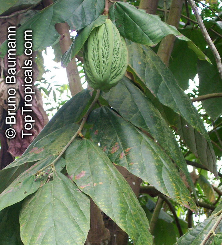 Theobroma bicolor, White cacao, Macambo, Motelo
