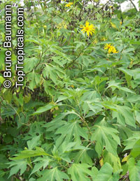 Tithonia diversifolia, Sunflower Tree, Tree Marigold, Wild Sunflower 

Click to see full-size image