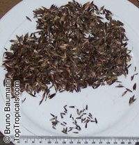 Tithonia diversifolia, Sunflower Tree, Tree Marigold, Wild Sunflower 