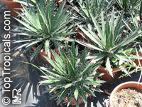 Agave sp., Agave

Click to see full-size image