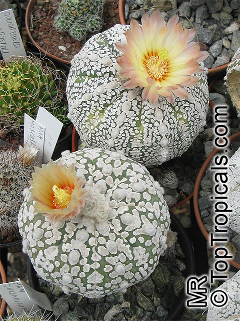 Astrophytum sp. , Star Cactus. Astrophytum asterias Super Kabuto