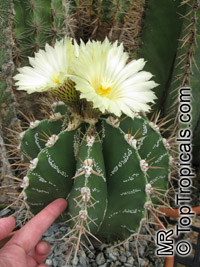 Astrophytum sp. , Star Cactus

Click to see full-size image