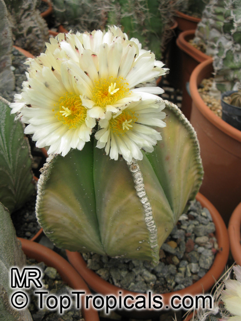 Astrophytum sp. , Star Cactus. Astrophytum myriostigma