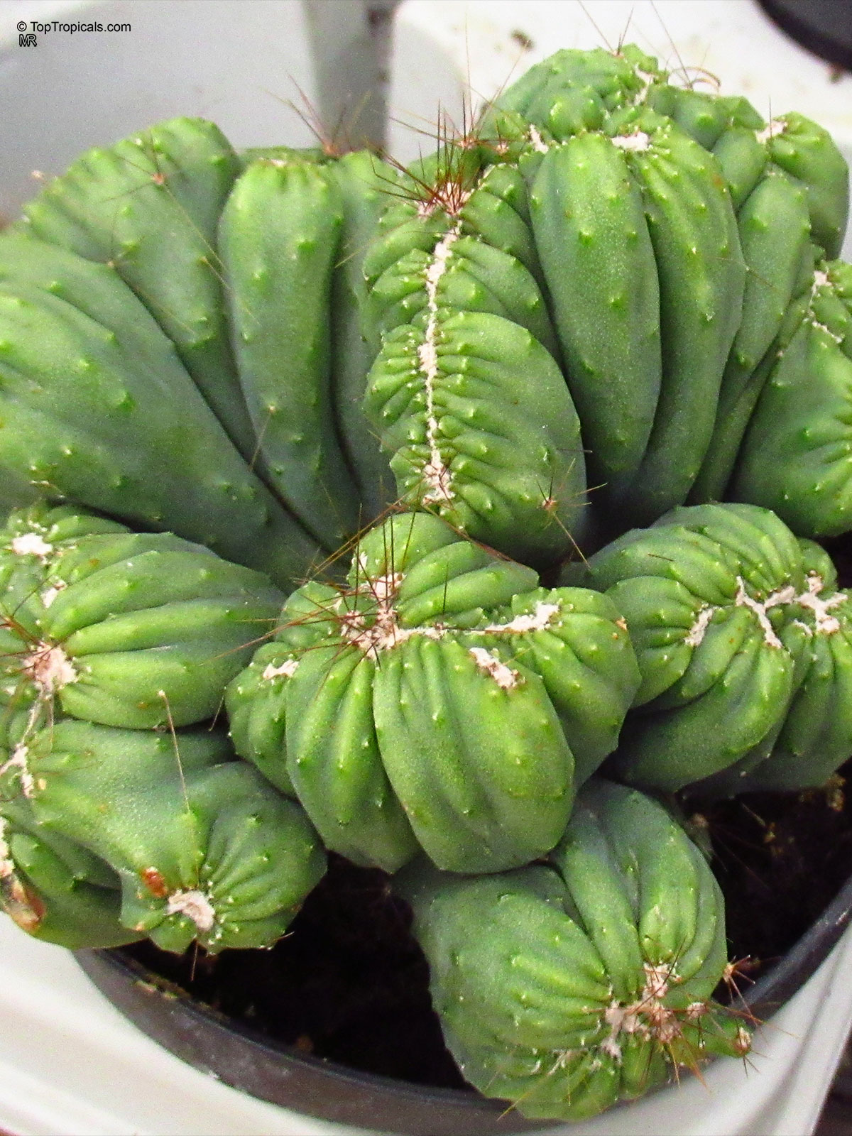 Cereus forbesii, Forbes cactus. Cereus forbesii monstrose 'Ming Thing' Cereus forbesii, Forbes cactus. Cereus forbesii monstrose 'Ming Thing'