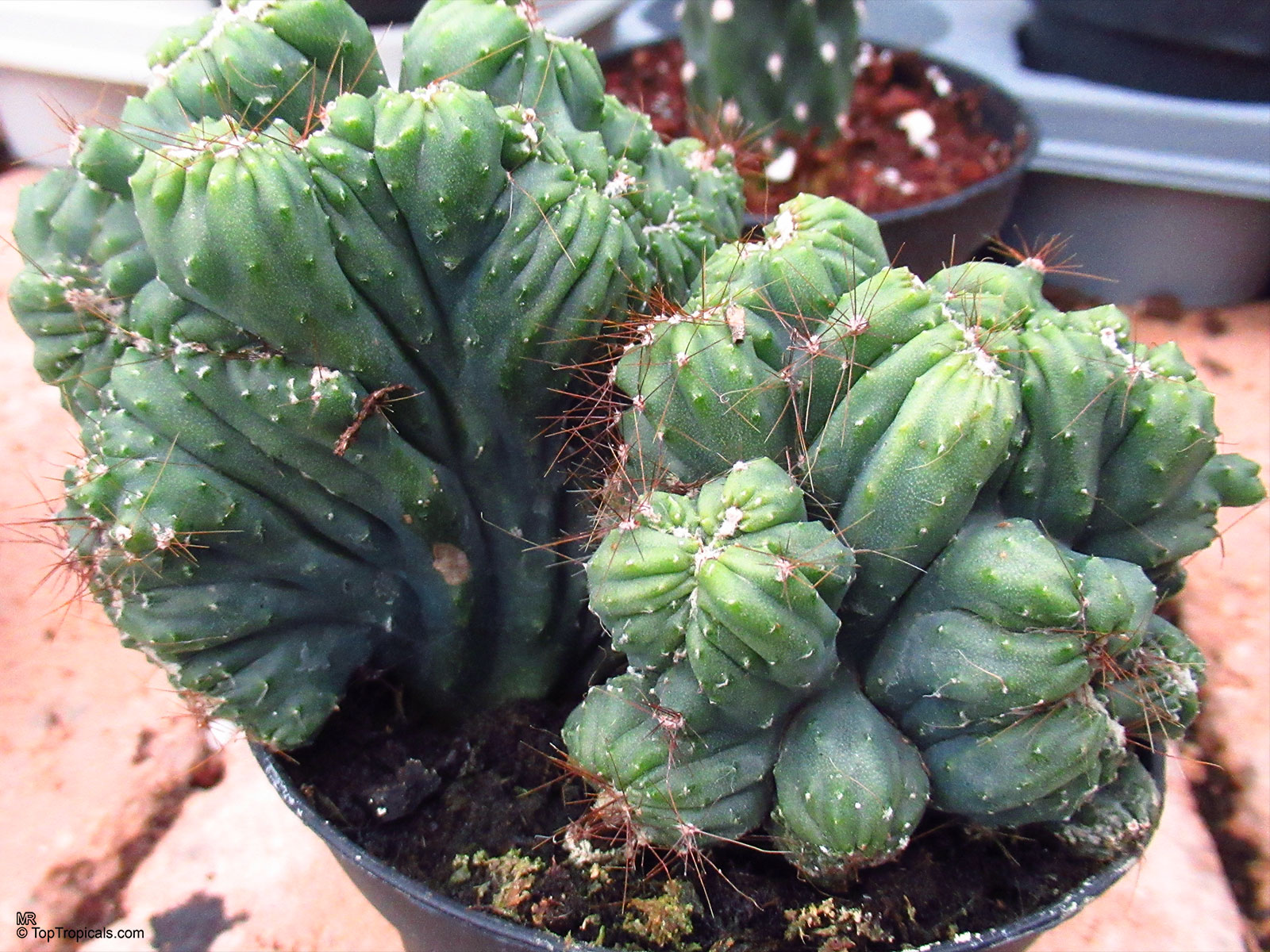 Cereus forbesii, Forbes cactus. Cereus forbesii monstrose 'Ming Thing' Cereus forbesii, Forbes cactus. Cereus forbesii monstrose 'Ming Thing'