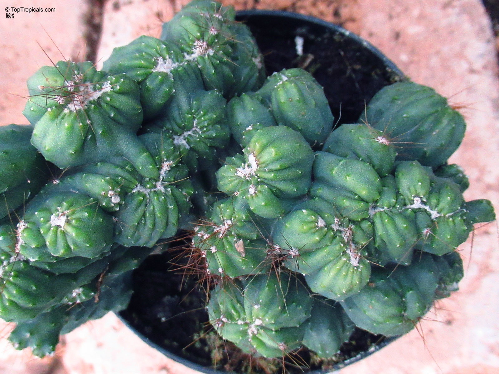 Cereus forbesii, Forbes cactus. Cereus forbesii monstrose 'Ming Thing' Cereus forbesii, Forbes cactus. Cereus forbesii monstrose 'Ming Thing'