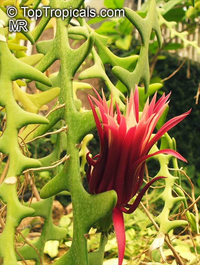Cryptocereus (Selenicereus) anthonyanus - Zig-Zag Cactus