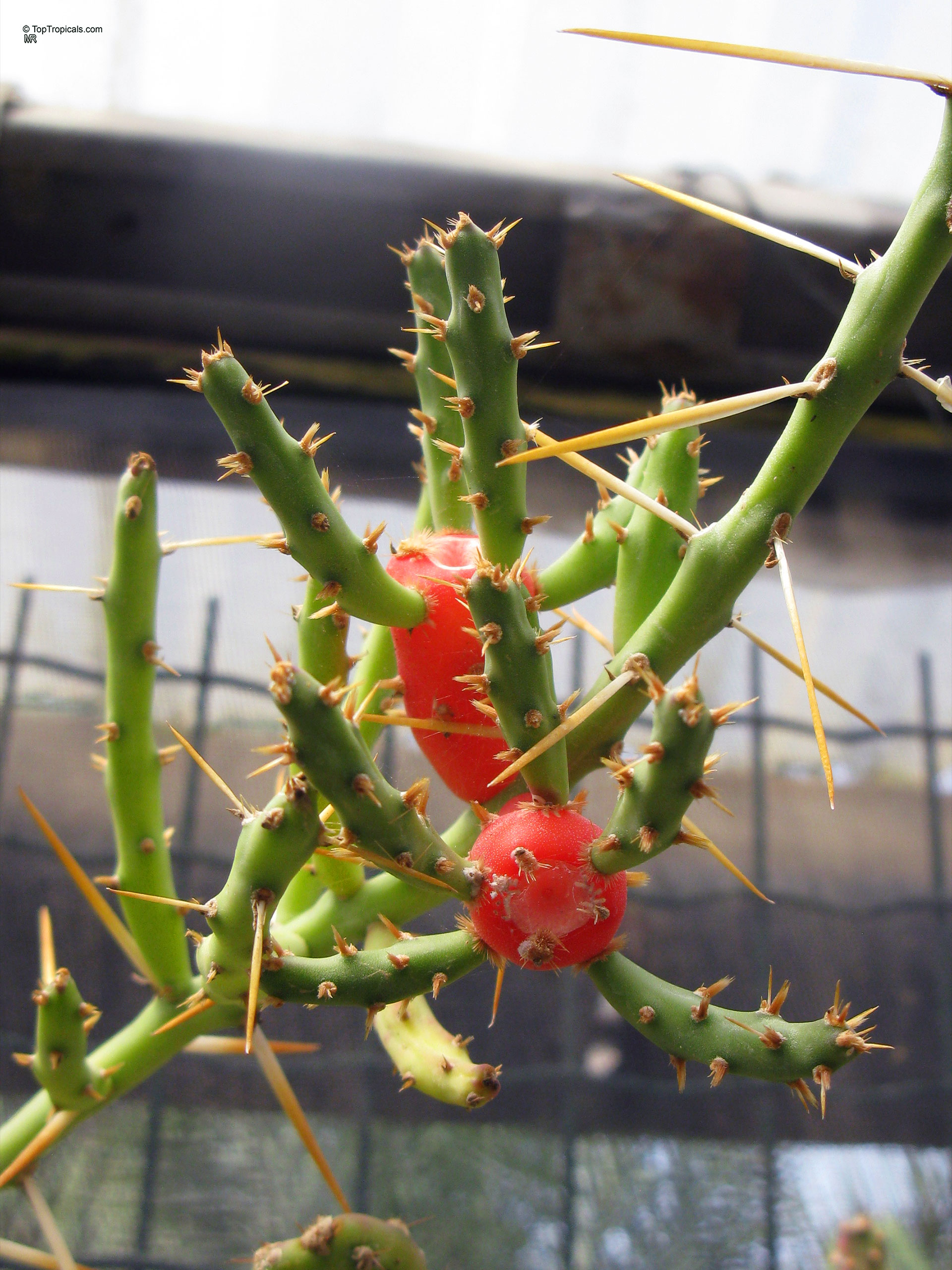 Cylindropuntia leptocaulis (Desert Christmas Cactus) showing round red fruit attached to thin green prickly stems. Cylindropuntia leptocaulis (Desert Christmas Cactus) with red fruit on green cactus branch close up