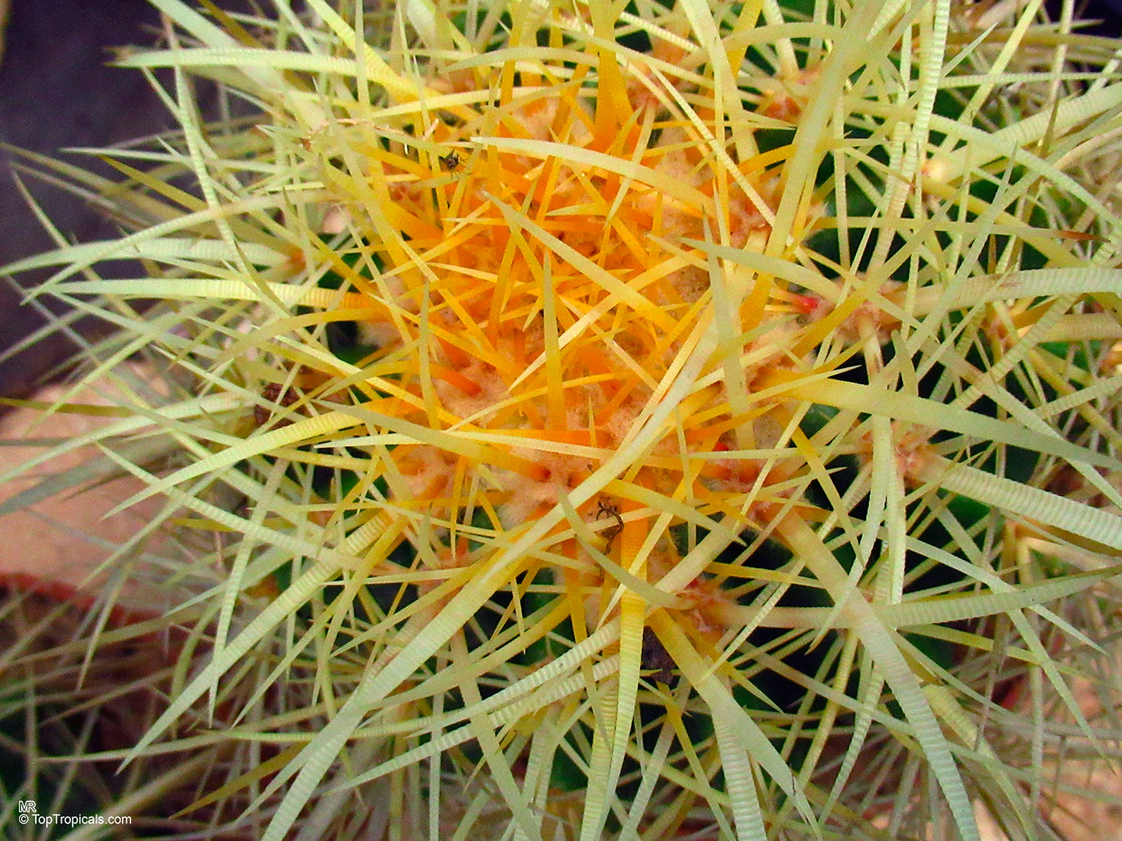Echinocactus grusonii (Golden Barrel Cactus) showing dense needle-like yellow spines in close up. Echinocactus grusonii (Golden Barrel Cactus) yellow plant close up with many sharp spines.