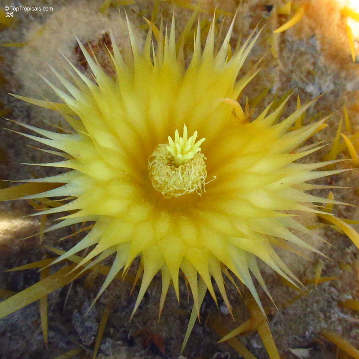 Echinocactus grusonii (Golden Barrel Cactus) yellow flower with many thin petals Echinocactus grusonii (Golden Barrel Cactus) yellow flower close up image