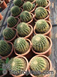 Echinocactus grusonii, Golden Barrel Cactus

Click to see full-size image