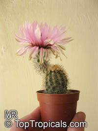 Echinocereus sp., Hedgehog Cactus

Click to see full-size image