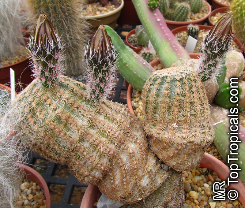 Echinocereus sp., Hedgehog Cactus