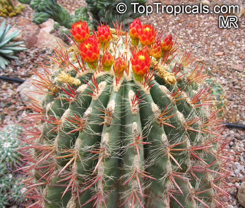 Ferocactus sp., Barrel Cactus. Ferocactus pilosus