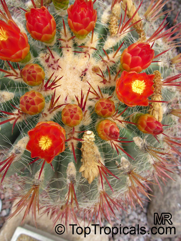 Ferocactus sp., Barrel Cactus. Ferocactus pilosus