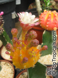 Gymnocalycium sp., Chin Cactus

Click to see full-size image